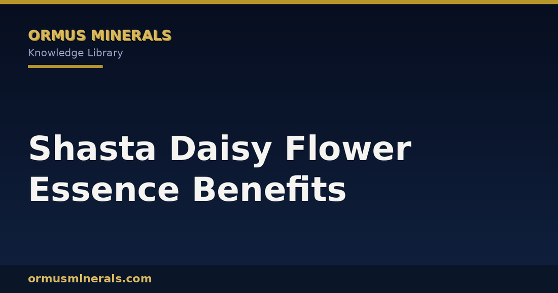 Shasta Daisy Flower Essence Benefits header graphic